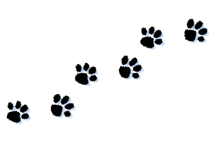 paw-prints-no-bak.png